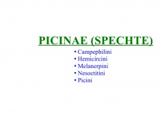 Picinae (Spechte)